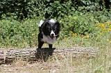 BORDER COLLIE 228